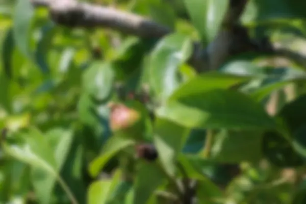 Зеленые Листья Бананового Дерева Тропическом Острове Бали Таиланд — стоковое фото