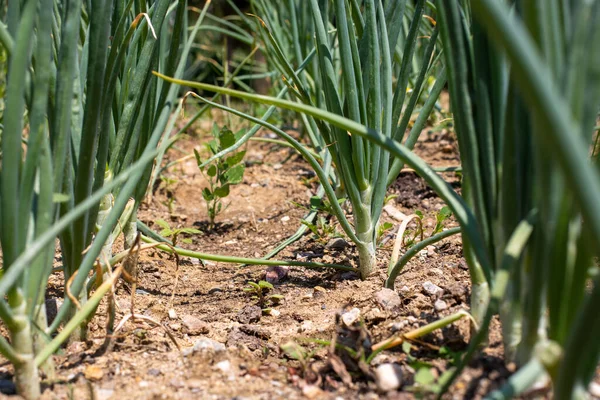 Cultivo Cebolas Verdes Chão — Fotografia de Stock