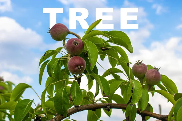 木の上のおいしい果物の近景 — ストック写真