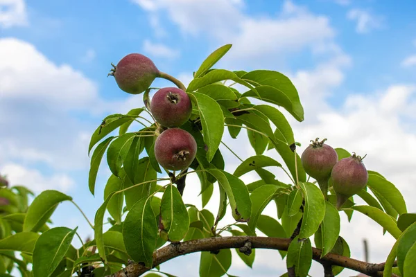 Groene Boom Boomgaard — Stockfoto