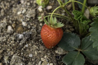 Bahçede yetişen olgun çilekler.