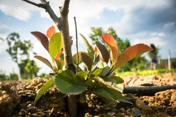 Close Bela Árvore Maçã Vermelha Com Folhas Laranja Madura Jardim — Fotografia de Stock