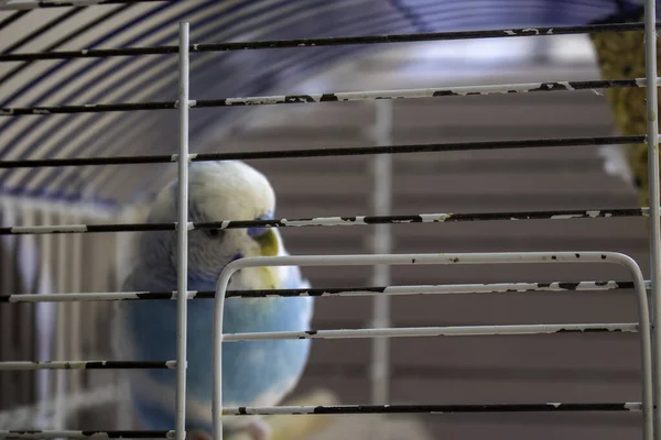 Una Jaula Aves Zoológico — Foto de Stock