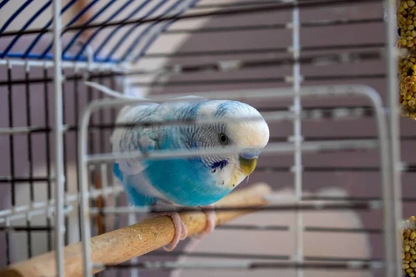 Pássaro Papagaio Azul Fundo Branco — Fotografia de Stock