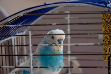 Mavi ve beyaz muhabbet kuşu kafeste.