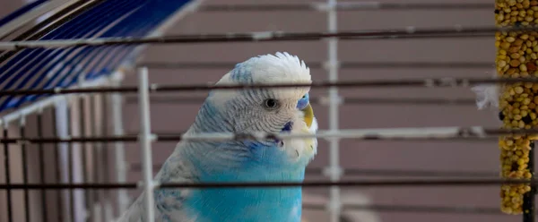 Parakeet Azul Branco Gaiola — Fotografia de Stock