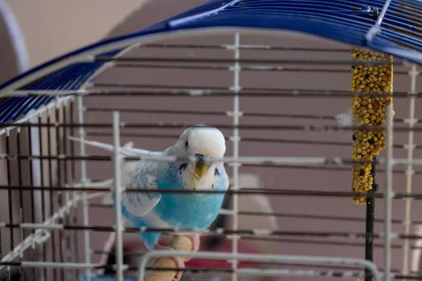 Mavi ve beyaz muhabbet kuşu kafeste.