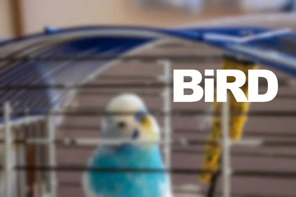 Parekeet Desfocado Fundo Desfocado Pássaro Escrever — Fotografia de Stock