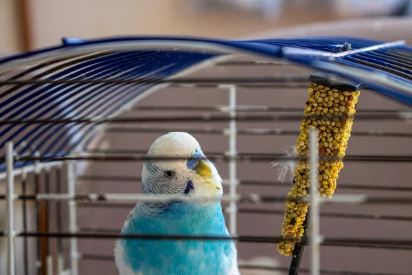 Parakeet Azul Branco Gaiola — Fotografia de Stock