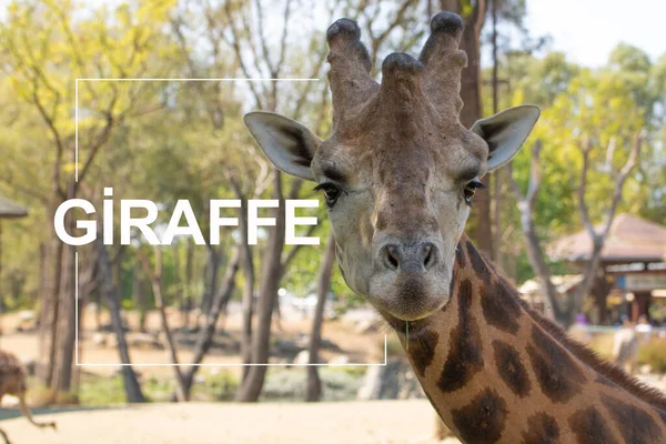 Giraffa Allo Zoo Giraffa Scrivi — Foto Stock