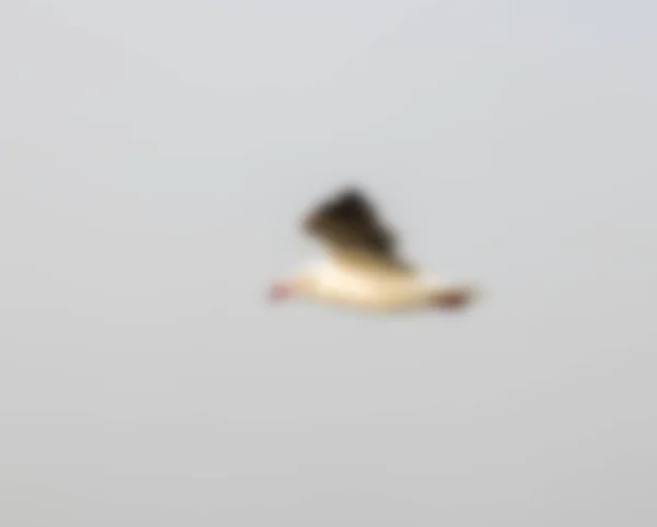 Vogel Fliegt Verschwommen — Stockfoto