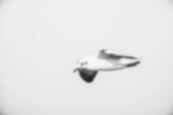 Kuş bulanık uçuyor.