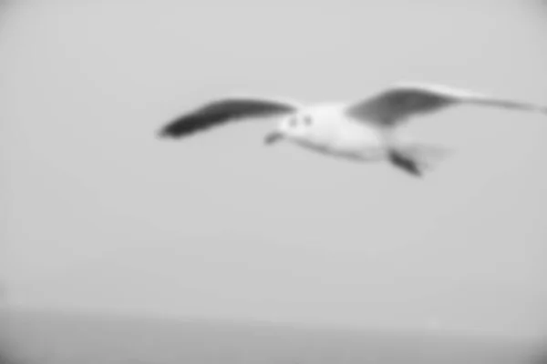 Oiseau Vole Flou Couleurs Noir Blanc — Photo