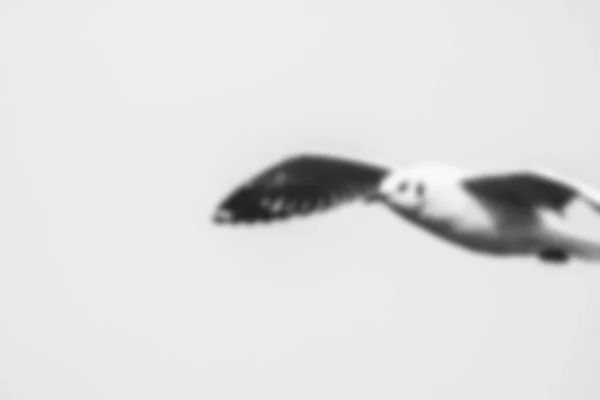 鸟儿在飞翔 模糊不清 黑色和白色 — 图库照片