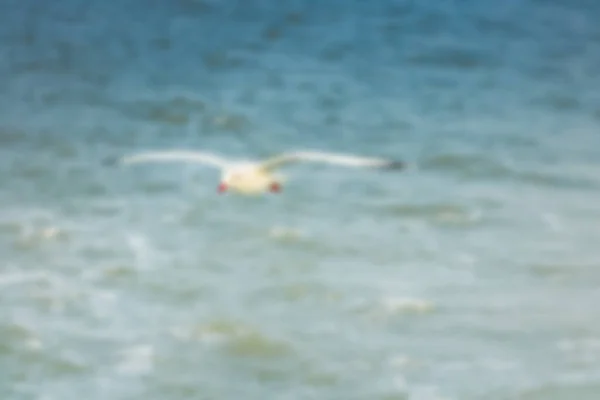 Gaviota Está Volando Mar Borroso — Foto de Stock