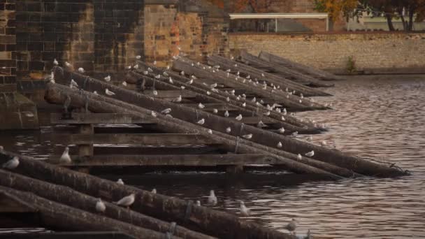 Tak Gamla Byggnader Och Den Strömmande Floden Vltava Centrala Prag — Stockvideo