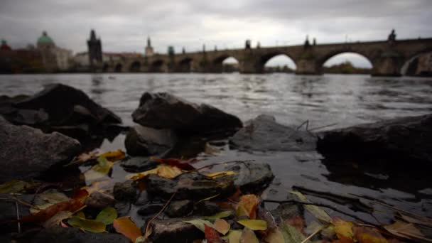 Grabbed Leaves Stones Bank Flowing Vltava River Center Prague Background — Stock Video