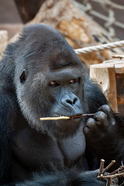 Gorille Noir Adulte Sauvage Mange Une Brindille Bois Dans Parc — Photo