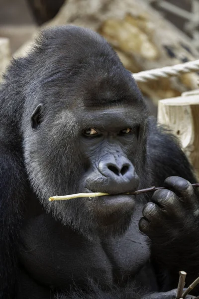 Wilder Ausgewachsener Schwarzer Gorilla Frisst Tagsüber Einen Holzzweig Park — Stockfoto