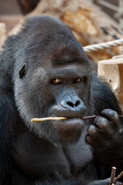 Gorille Noir Mâle Adulte Sauvage Mange Une Brindille Bois Dans — Photo