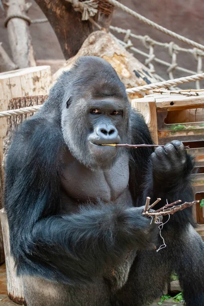 Vad Felnőtt Fekete Gorilla Eszik Egy Parkban Nap Folyamán — Stock Fotó