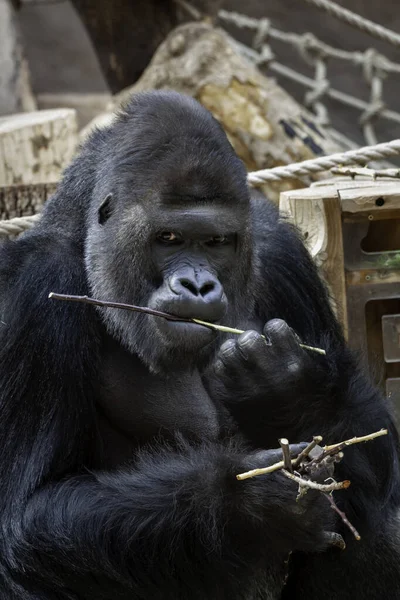 Gorille Noir Adulte Sauvage Mange Une Brindille Bois Dans Parc — Photo