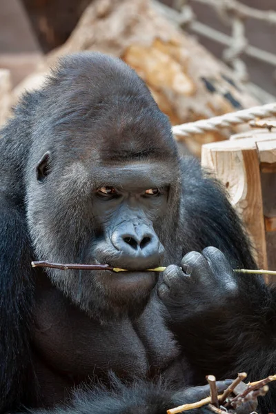 Gorille Noir Adulte Sauvage Mange Une Brindille Bois Dans Parc — Photo