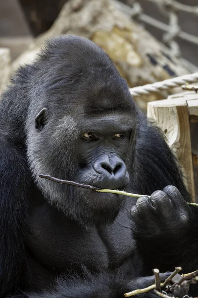 Gorille Noir Adulte Sauvage Mange Une Brindille Bois Dans Parc — Photo