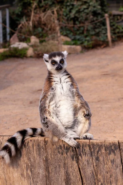 Wiesenmaki Sitzt Auf Einem Holzstumpf Und Meditiert Freier Wildbahn Park — Stockfoto