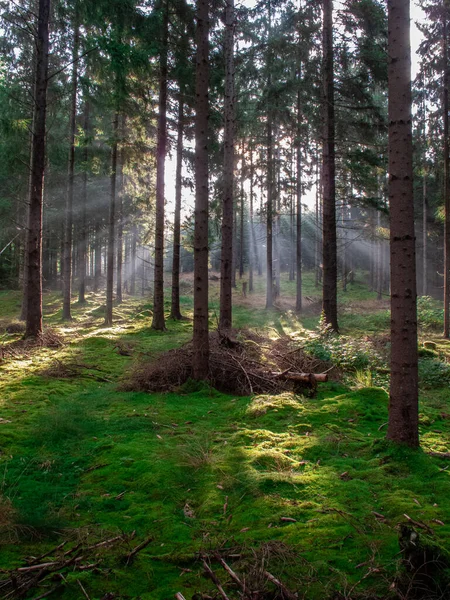 朝チェコ共和国の緑の苔の上の森の木々の光が輝き — ストック写真