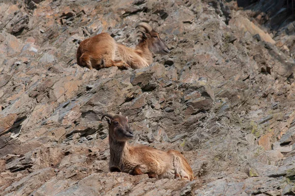 Cabras Pardas Salvajes Agachan Las Rocas Orgullo Durante Día — Foto de Stock