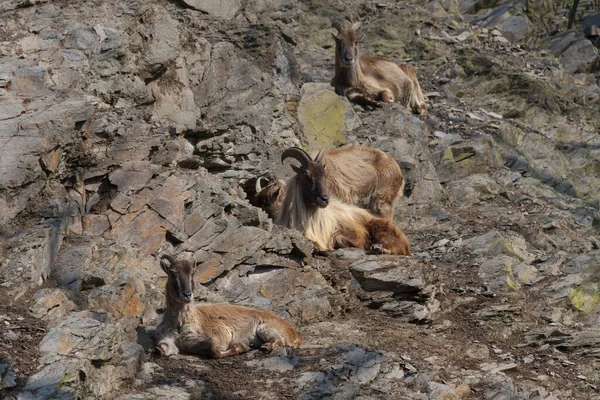 Cabras Pardas Salvajes Agachan Las Rocas Orgullo Durante Día — Foto de Stock