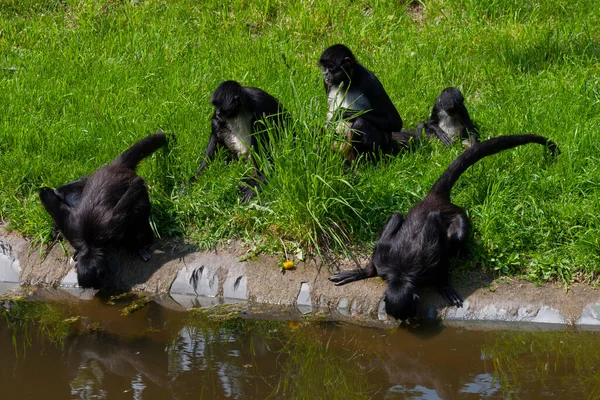 Grupo Pequeños Monos Colobos Negros Orilla Del Río Hierba Verde —  Fotos de Stock