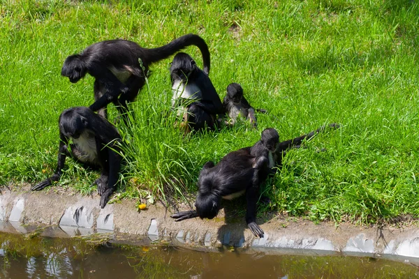 成群结队的黑色科罗伯猴在河岸上 在公园的绿草里 在白天的自然里 — 图库照片
