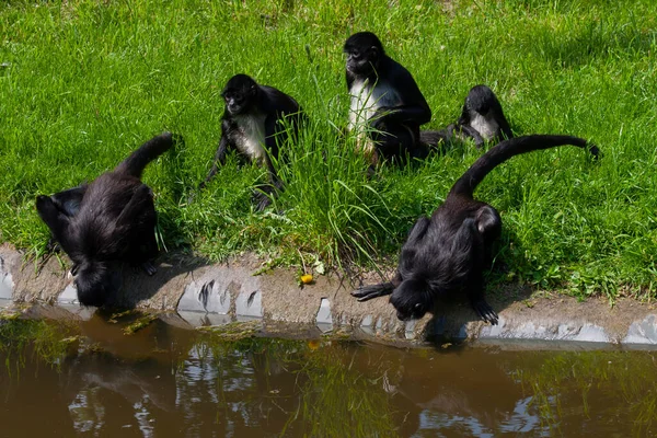 Grupo Pequeños Monos Colobos Negros Orilla Del Río Hierba Verde —  Fotos de Stock