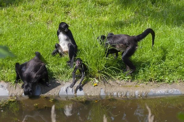 Grupo Pequeños Monos Colobos Negros Orilla Del Río Hierba Verde —  Fotos de Stock