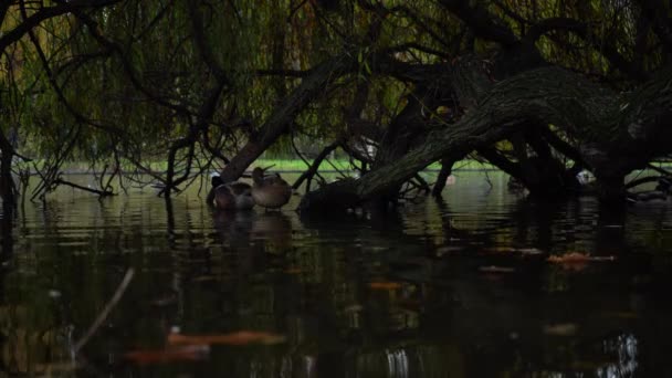 Άγρια Πάπιες Κρύβονται Έναν Κορμό Δέντρου Στο Νερό Κατά Διάρκεια — Αρχείο Βίντεο