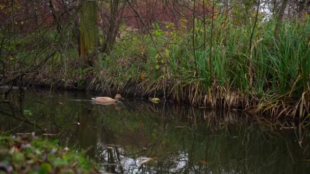 Feuilles Surface Lac Dans Parc Prague Dans Les Arbres Fond — Video