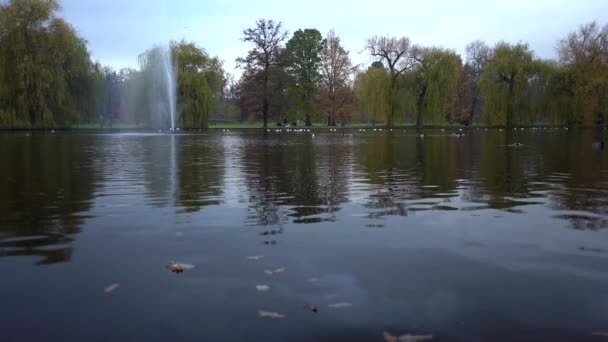 Feuilles Surface Lac Dans Parc Prague Dans Les Arbres Fond — Video