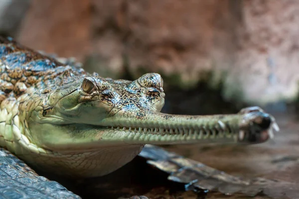 Het Hoofd Van Een Wilde Volwassen Groene Gaviaal Zijn Mond — Stockfoto