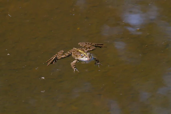 日中は自然公園の池の水面にカエルがいます — ストック写真