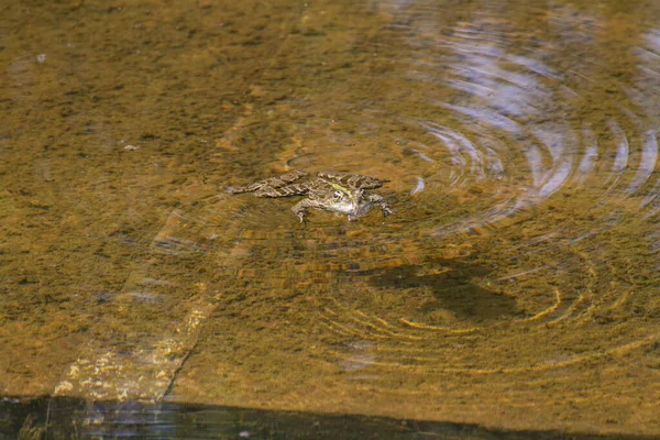 Rana Sulla Superficie Dell Acqua Uno Stagno Nel Parco Natura — Foto Stock