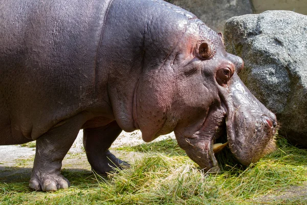 Hipopótamo Adulto Salvaje Naturaleza Parque Fondo Una Roca —  Fotos de Stock