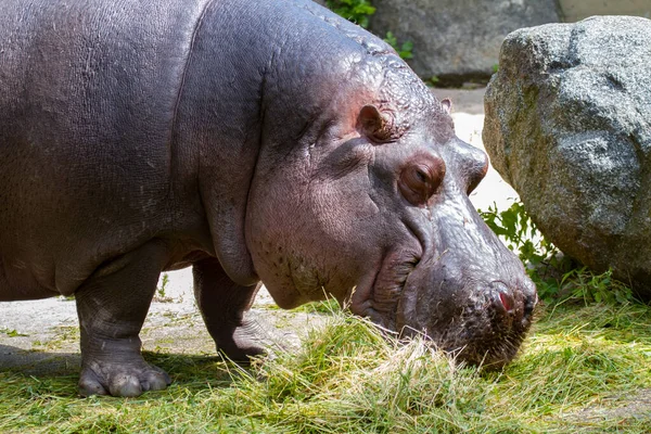 Wild Adult Hippopotamus Nature Park Background Rock — Stock Photo, Image