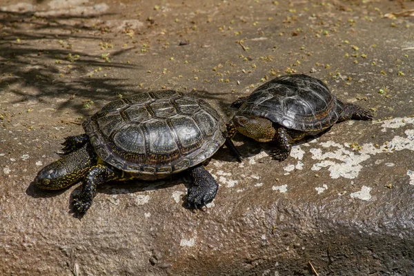 Küçük Yeşil Kaplumbağalar Gün Boyunca Nehirdeki Parkta Bir Taşın Üzerinde — Stok fotoğraf