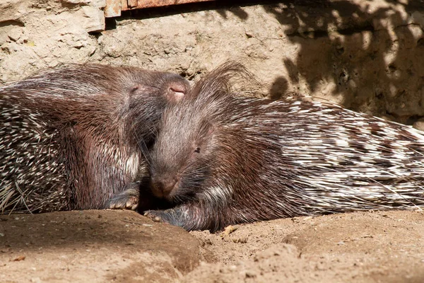 Deux Porcs Épics Sauvages Sur Argile Arrière Plan Une Roche — Photo