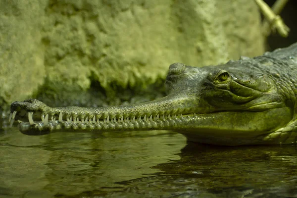 Oog Van Gaviaal Wilde Groene Gaviaal Natuur Een Rots Bij — Stockfoto