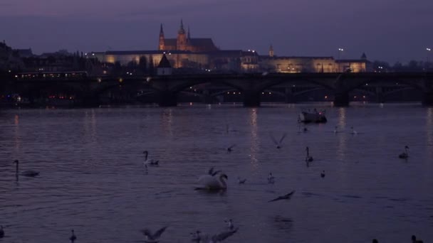 Zoomování Karlově Mostě Noci Vltavské Riviéředvě Bílé Labutě Kachny Hladině — Stock video