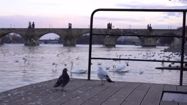 Zoomování Karlově Mostě Noci Vltavské Riviéředvě Bílé Labutě Kachny Hladině — Stock video