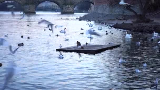 Zoomen Karelsbrug Nachts Vltava Riviertwee Witte Zwanen Eenden Het Oppervlak — Stockvideo